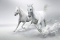 Pferde Schneeweiß läuft schwarz und weiß